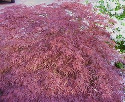 Acer palmatum disectum 'Crimson Queen' — photo 3